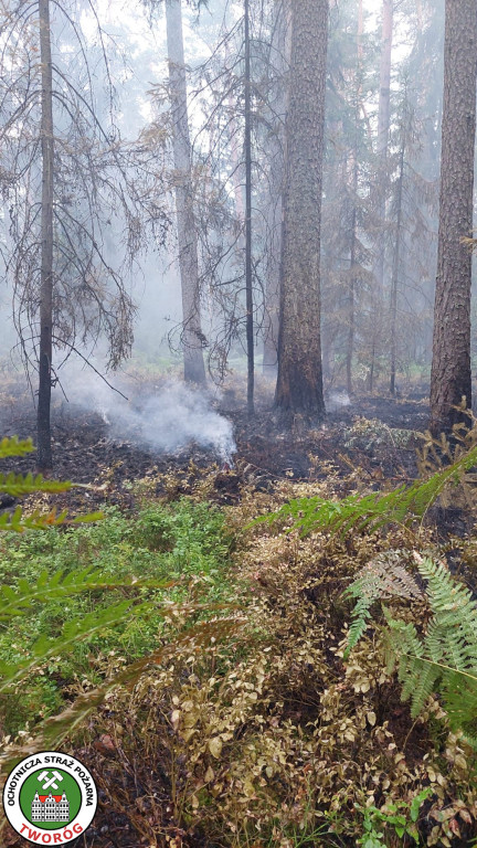 Pożar w lesie. Akcja trwała kilka godzin, 9 zastępów straży pożarnej