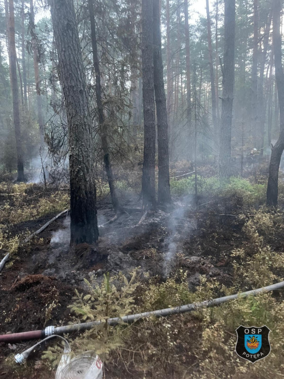 Pożar w lesie. Akcja trwała kilka godzin, 9 zastępów straży pożarnej