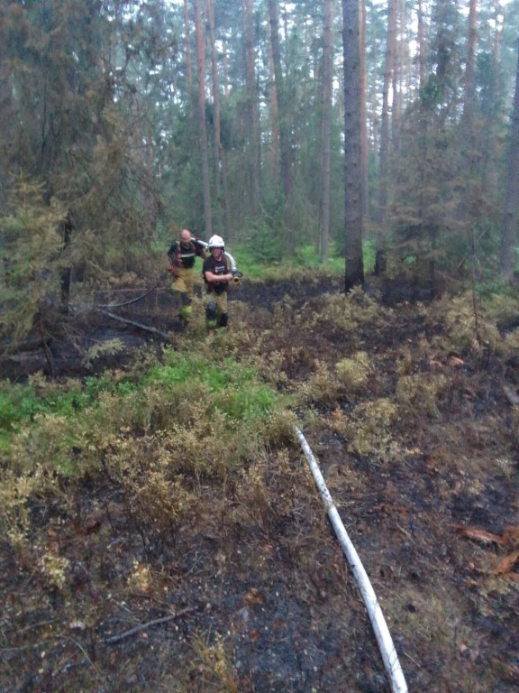 Pożar w lesie. Akcja trwała kilka godzin, 9 zastępów straży pożarnej