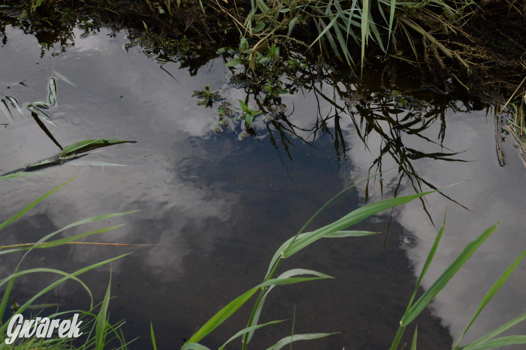 Do rzeczki w Orzechu wraca życie