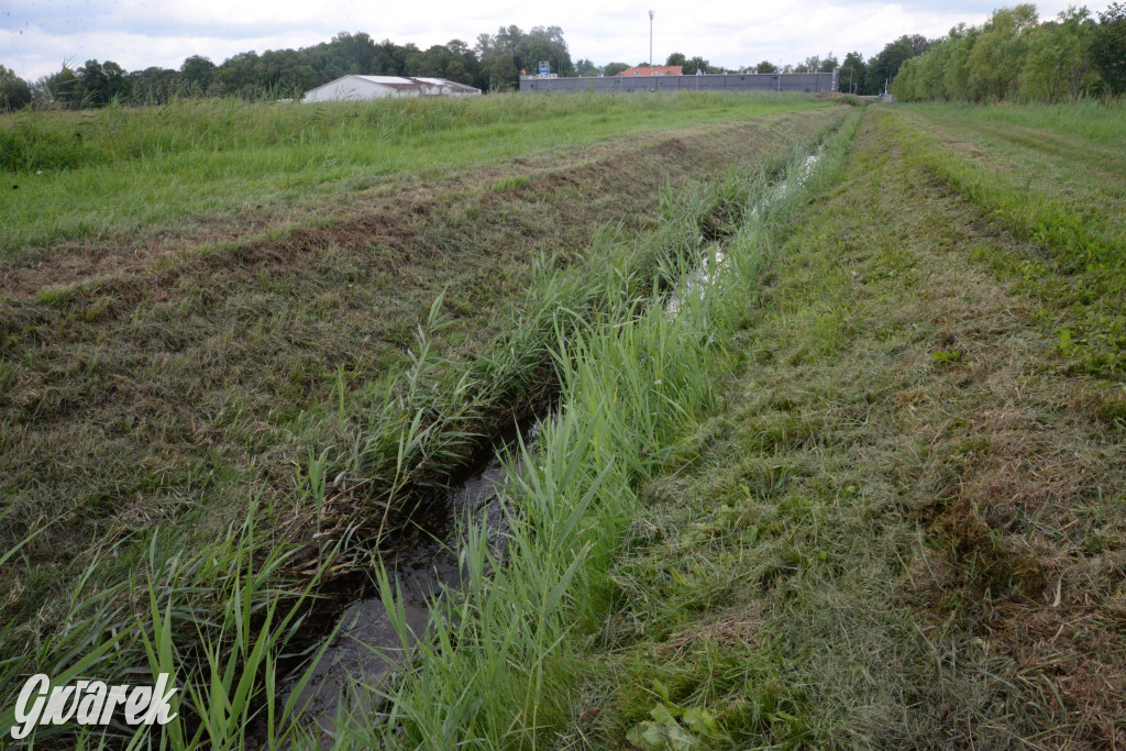 Do rzeczki w Orzechu wraca życie
