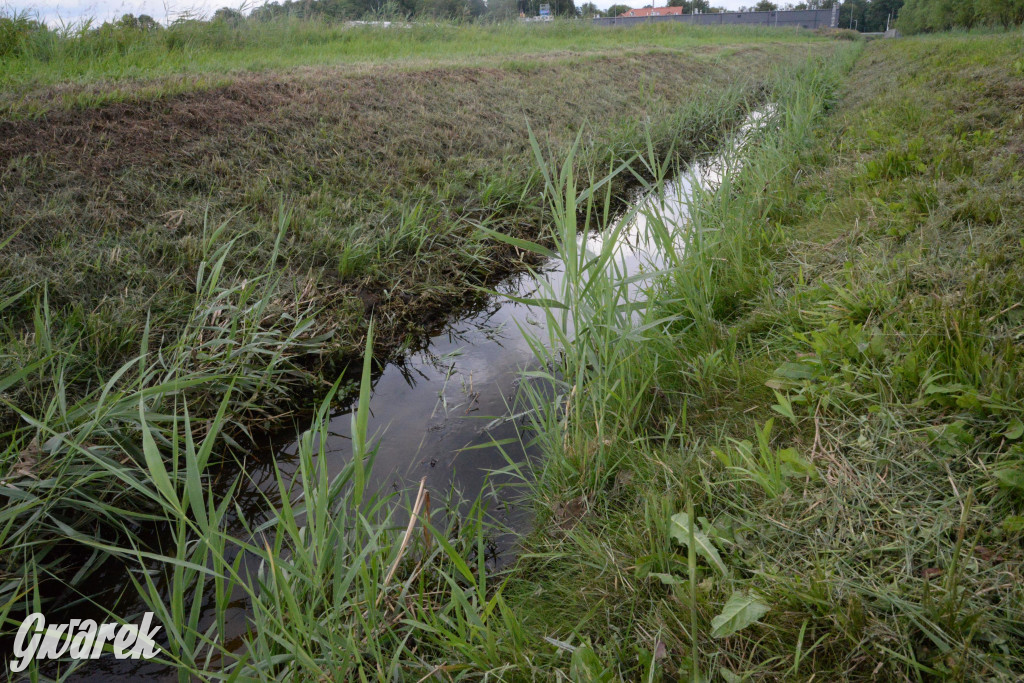 Do rzeczki w Orzechu wraca życie