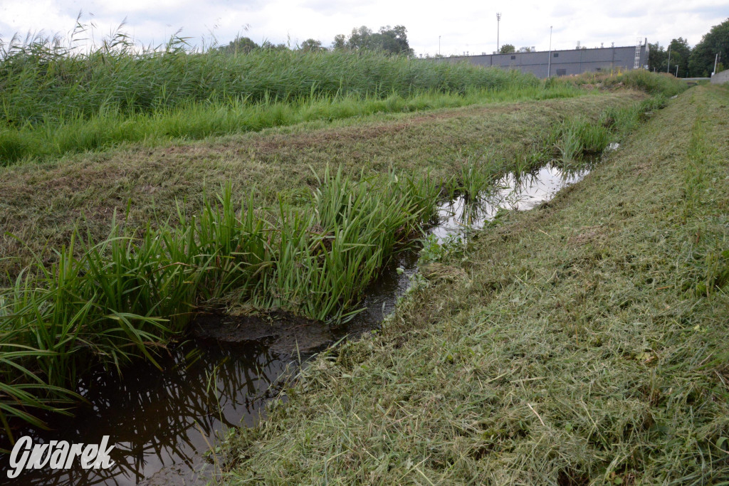 Do rzeczki w Orzechu wraca życie