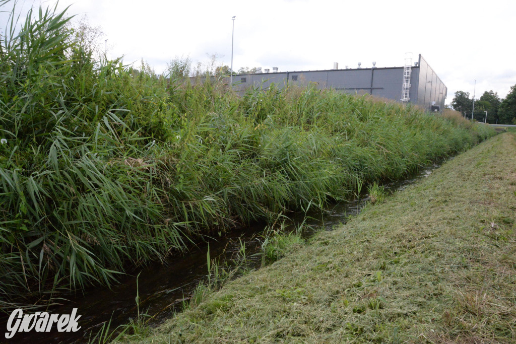 Do rzeczki w Orzechu wraca życie