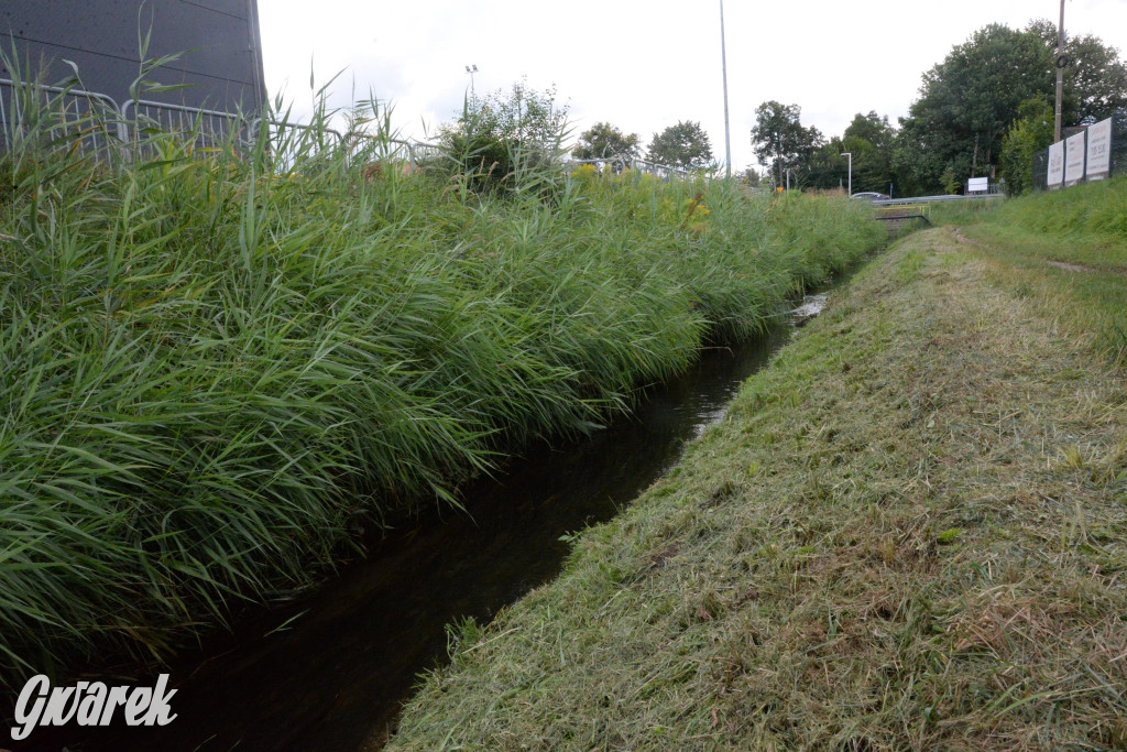 Do rzeczki w Orzechu wraca życie