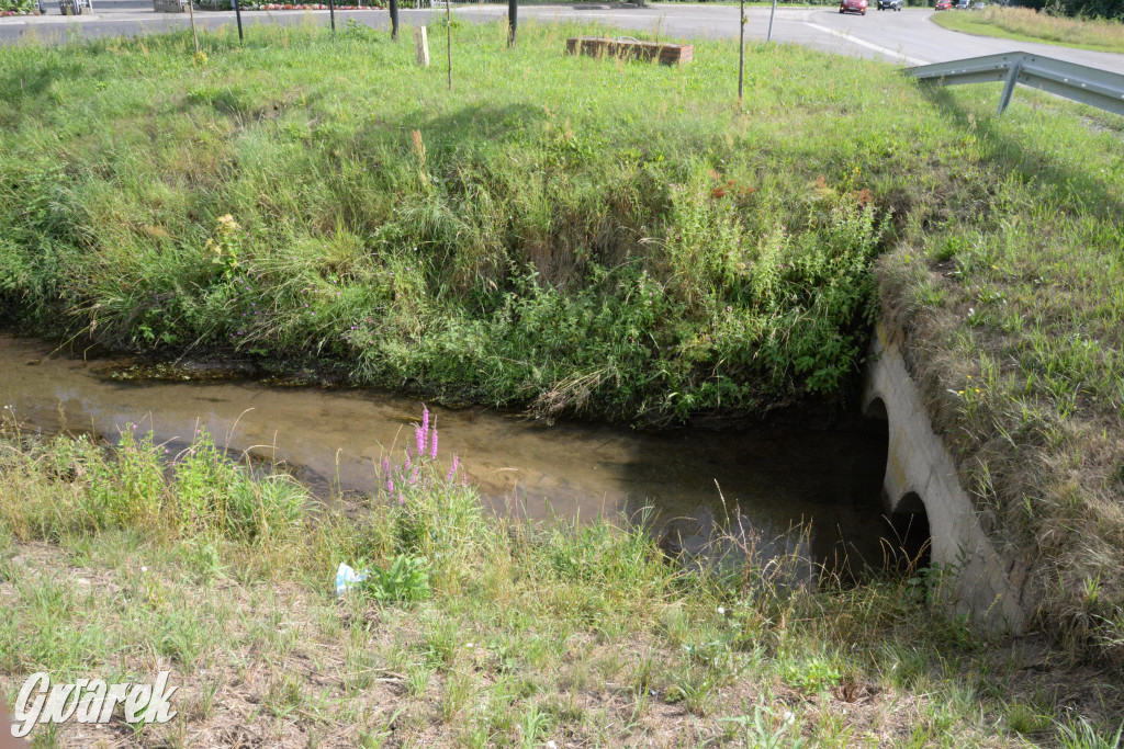 Do rzeczki w Orzechu wraca życie
