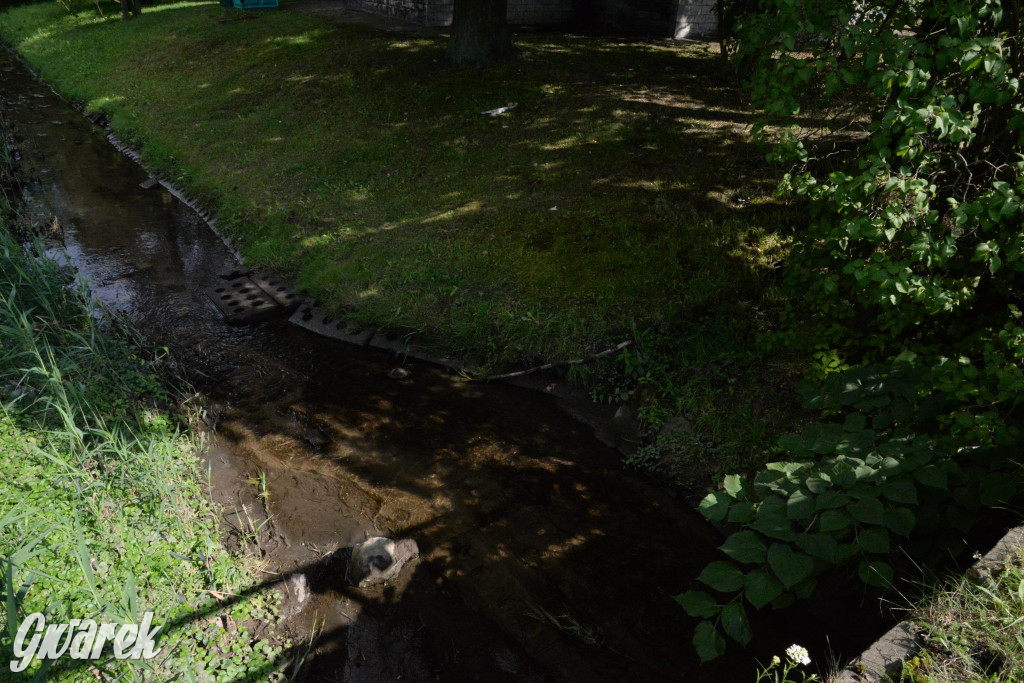 Do rzeczki w Orzechu wraca życie