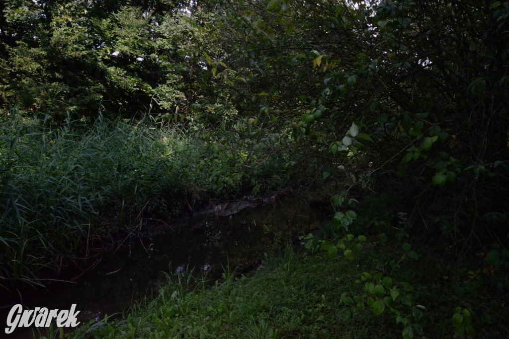 Do rzeczki w Orzechu wraca życie