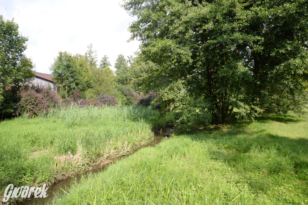 Do rzeczki w Orzechu wraca życie