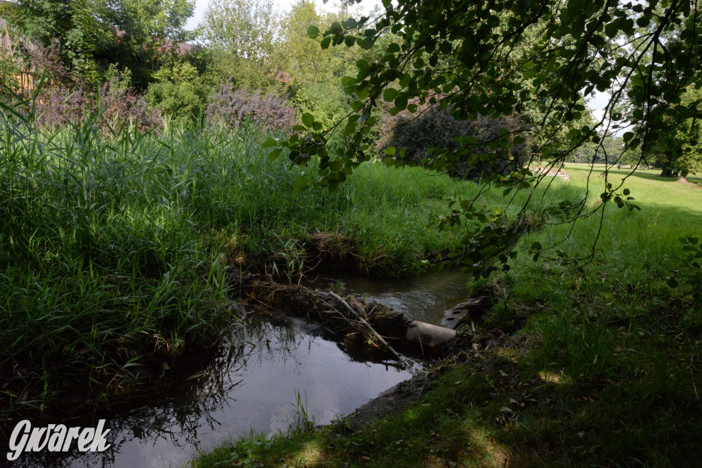 Do rzeczki w Orzechu wraca życie