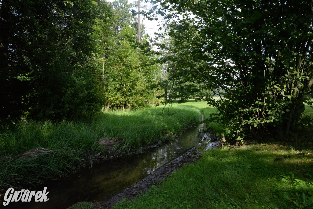 Do rzeczki w Orzechu wraca życie