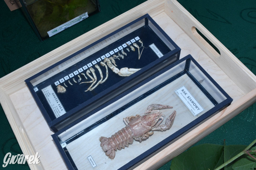 Czystsza Szarlejka, mikroskop i woda z saturatora