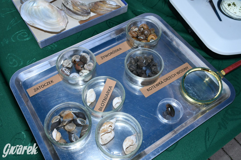 Czystsza Szarlejka, mikroskop i woda z saturatora