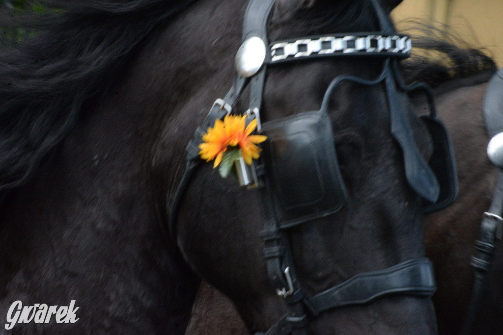 Międzynarodowy Konkurs Tradycyjnego Powożenia CIAT Koszęcin