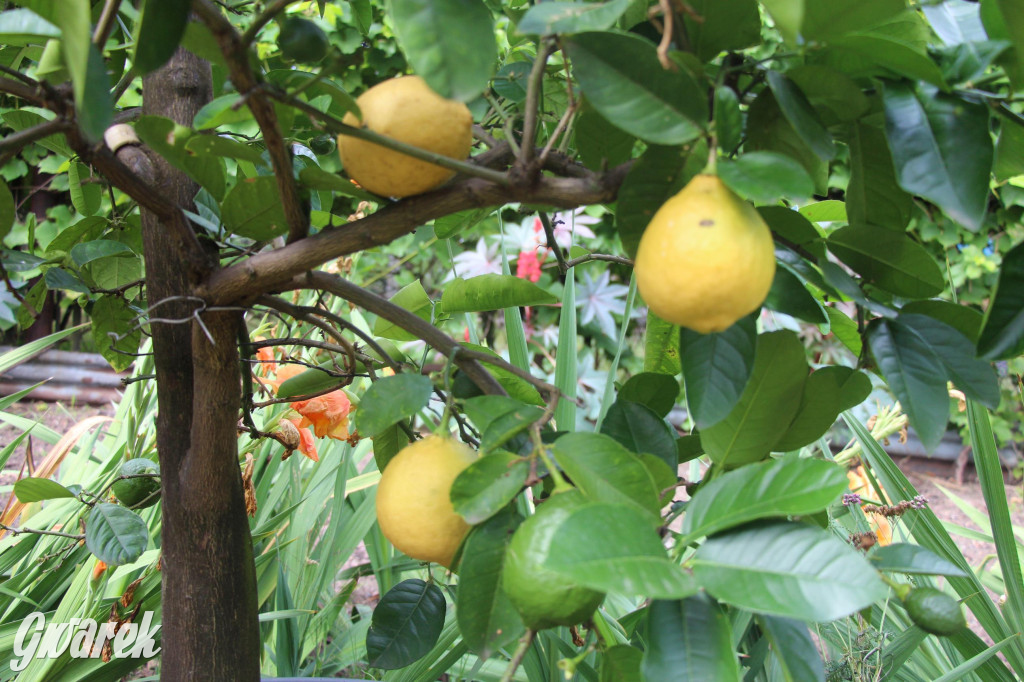 Spotkanie pszczelarzy w Nowym Chechle