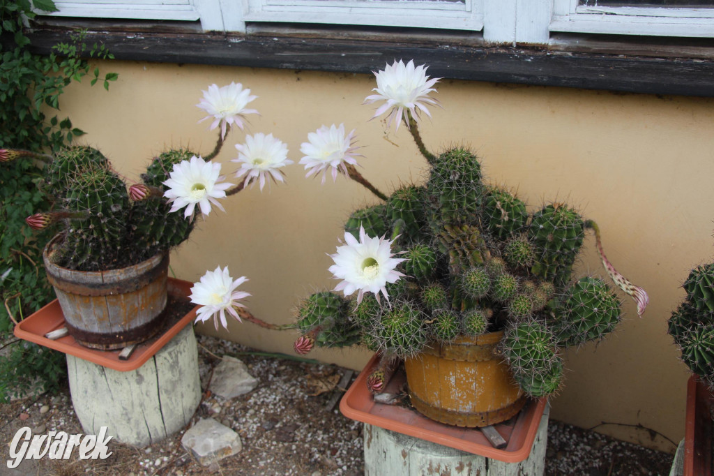 Spotkanie pszczelarzy w Nowym Chechle