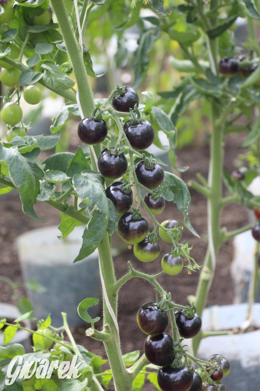 Spotkanie pszczelarzy w Nowym Chechle