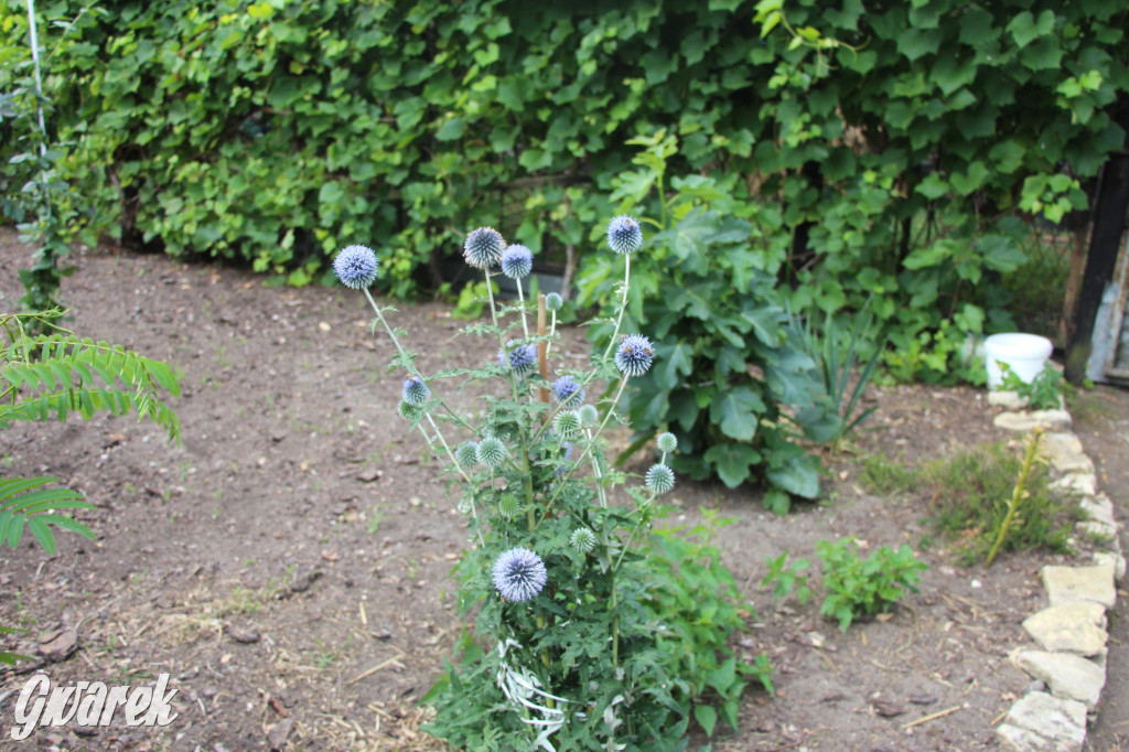 Spotkanie pszczelarzy w Nowym Chechle