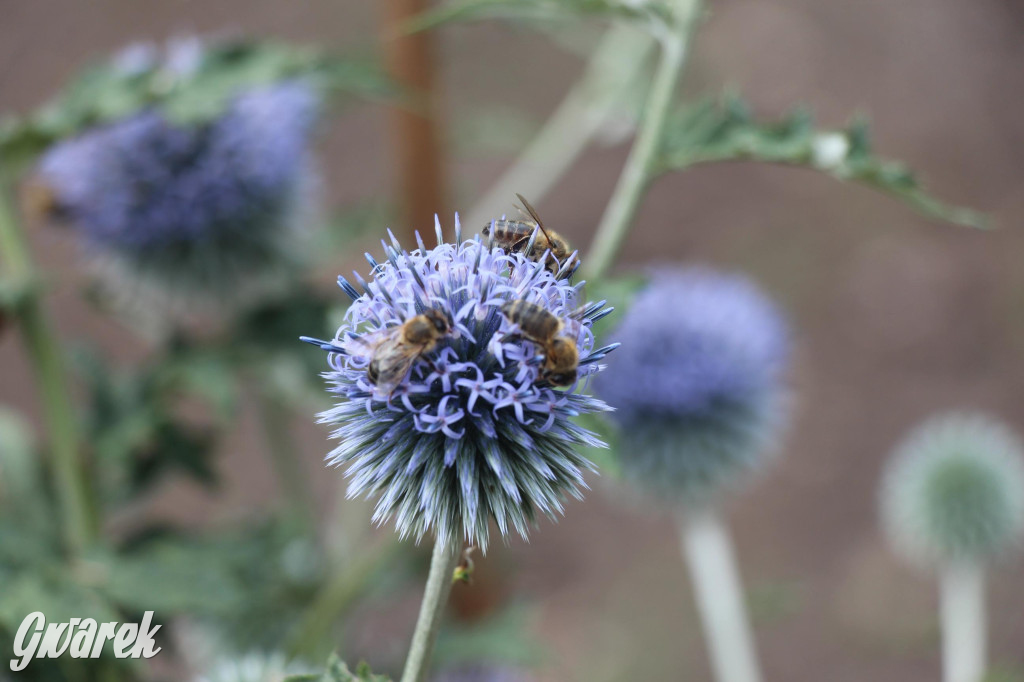 Spotkanie pszczelarzy w Nowym Chechle