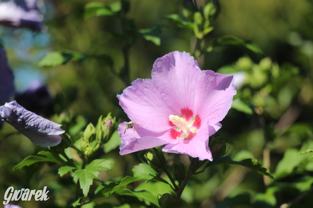 Spotkanie pszczelarzy w Nowym Chechle