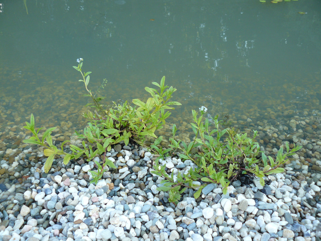 Tarnowskie Góry. Otwierają amfiteatr w parku