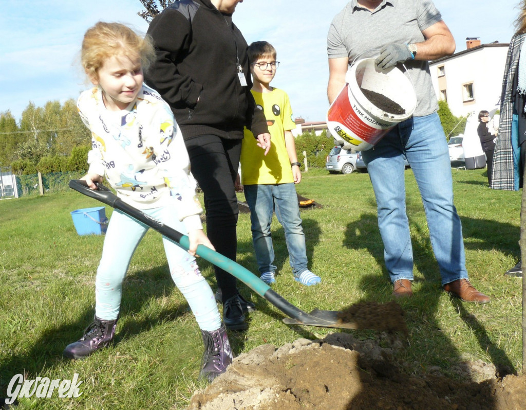 Tarnowskie Góry. Sadzonki za baterie [FOTO]