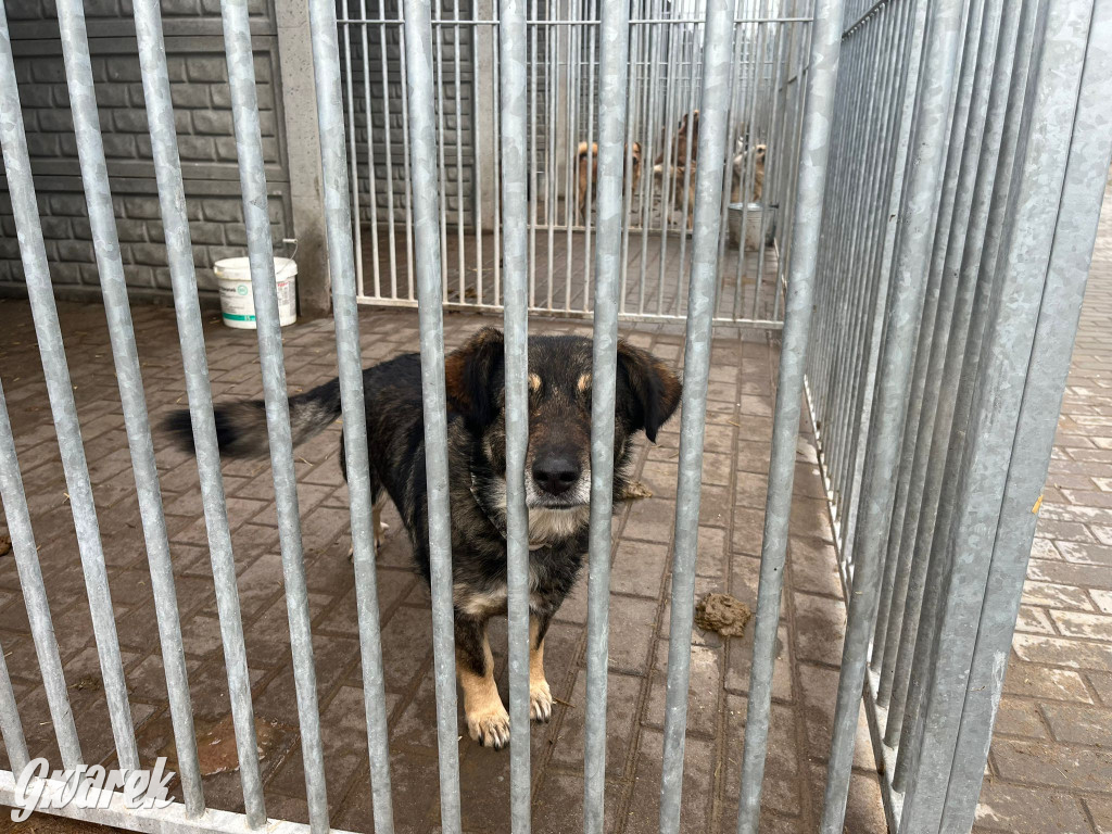 Tarnowskie Góry, Zbiórka na rzecz schroniska w Miedarach