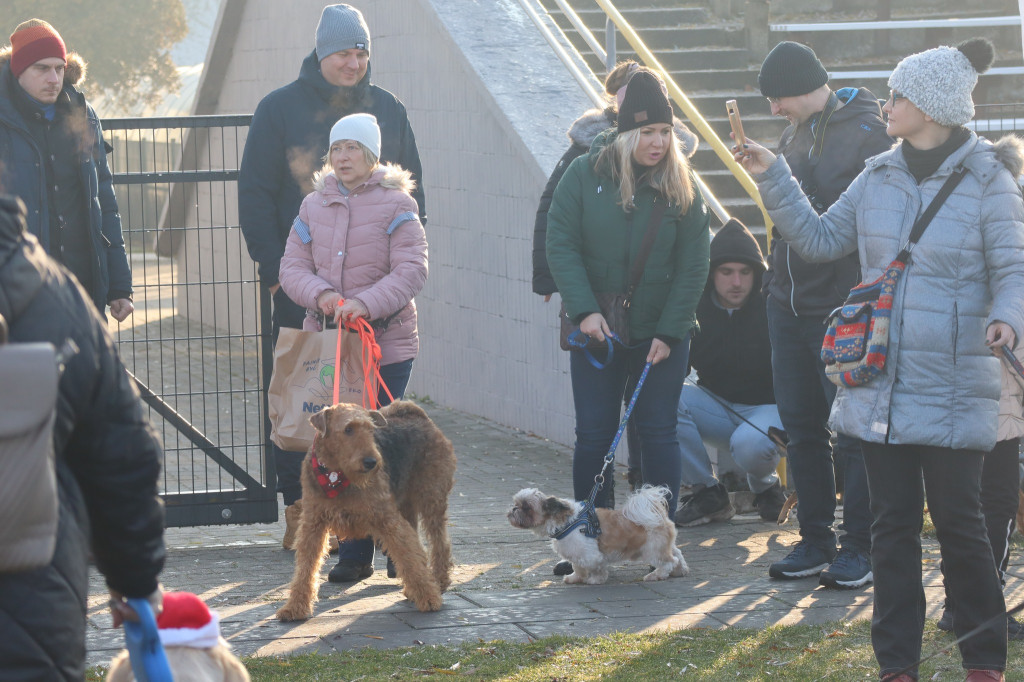 Mikołajkowy spacer z kundelkiem [ZDJĘCIA]