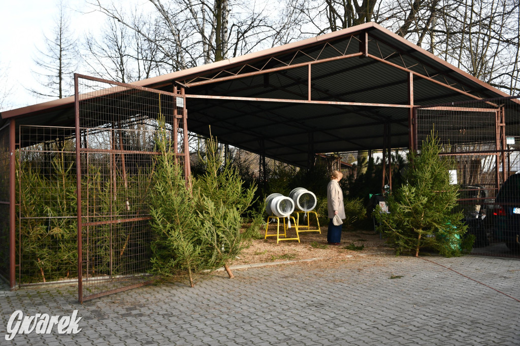 Sprzedaż choinek tylko do soboty. Świerk górą