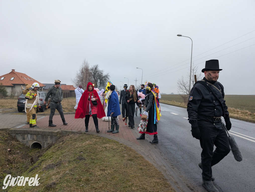 Wesoła ferajna wodzi niedźwiedzia w Kopienicy. Bery 2025