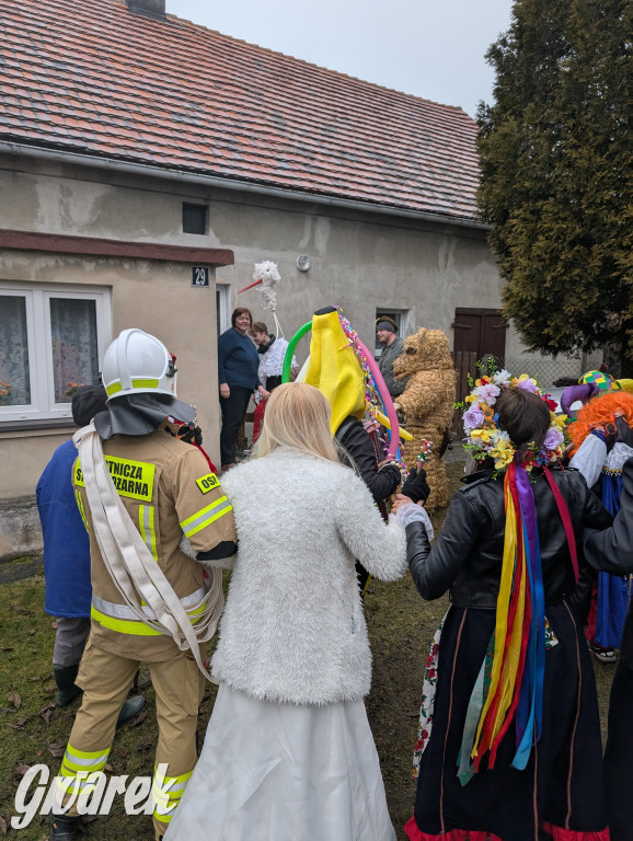 Wesoła ferajna wodzi niedźwiedzia w Kopienicy. Bery 2025