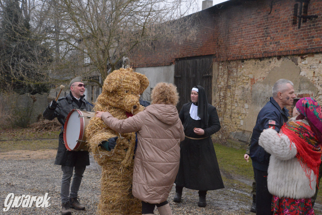 Miedary. Wodzenie niedźwiedzia 2025