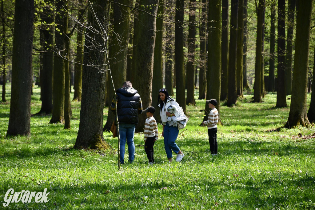 Świerklaniec. Wielkanocne szukanie jajek