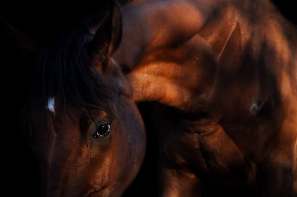 Miasteczko Śląskie. Światłoczuli w akcji