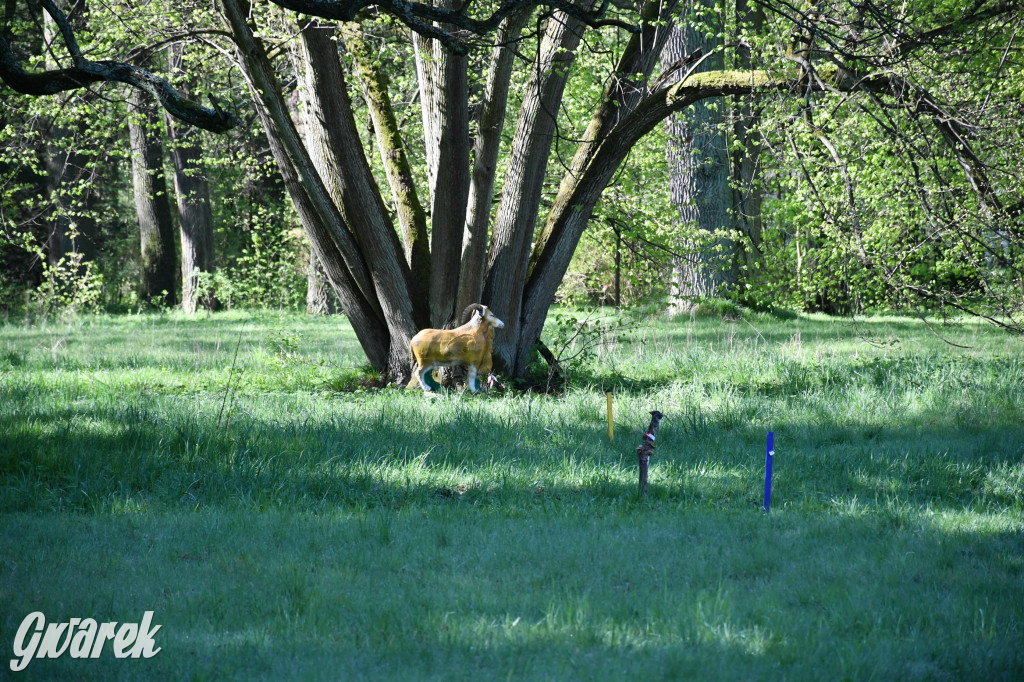 Sportowe święto w Brynku. Cele łucznicze 3D
