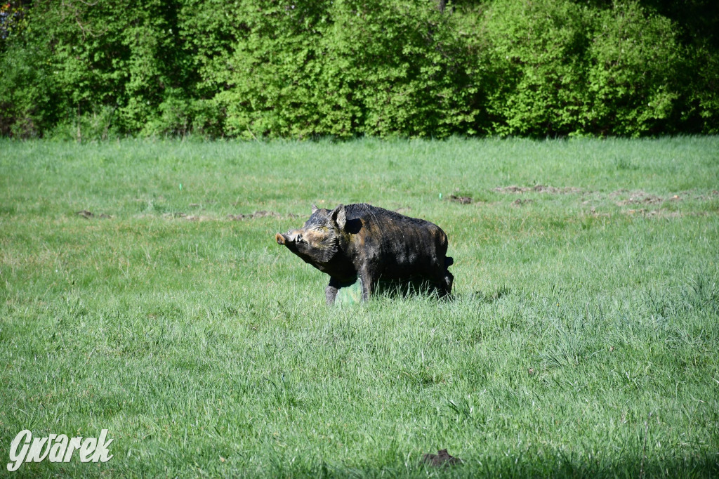 Sportowe święto w Brynku. Cele łucznicze 3D