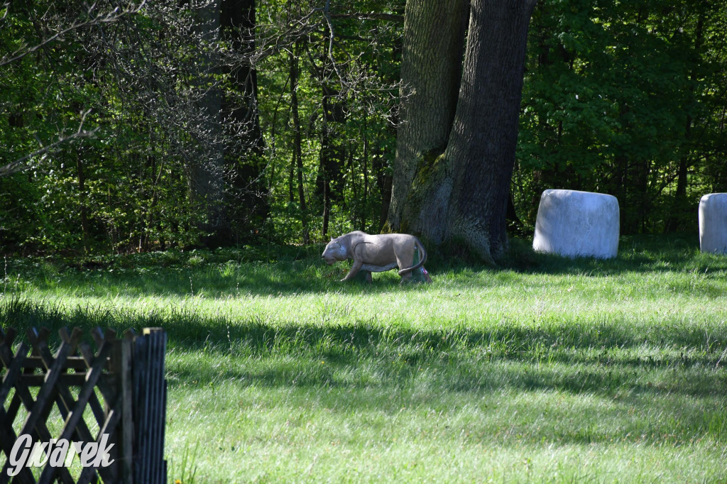 Sportowe święto w Brynku. Cele łucznicze 3D