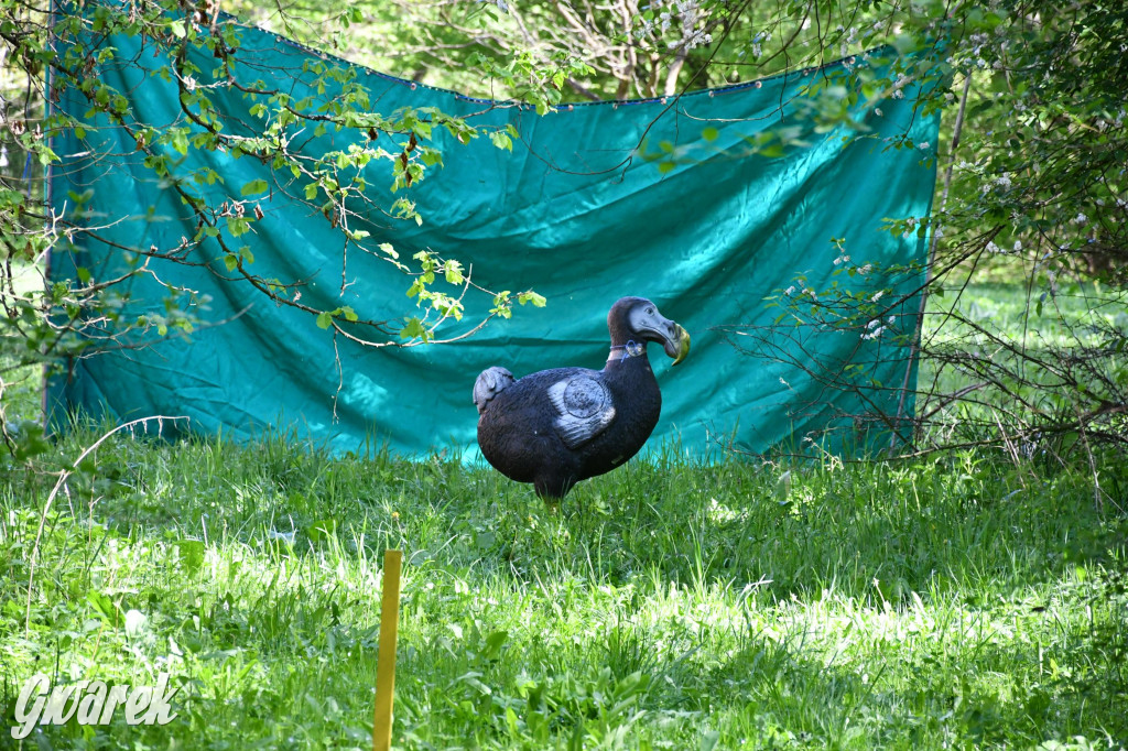 Sportowe święto w Brynku. Cele łucznicze 3D
