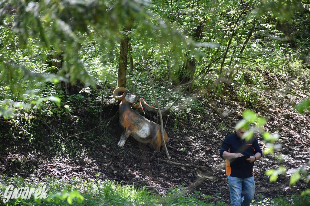 Sportowe święto w Brynku. Cele łucznicze 3D