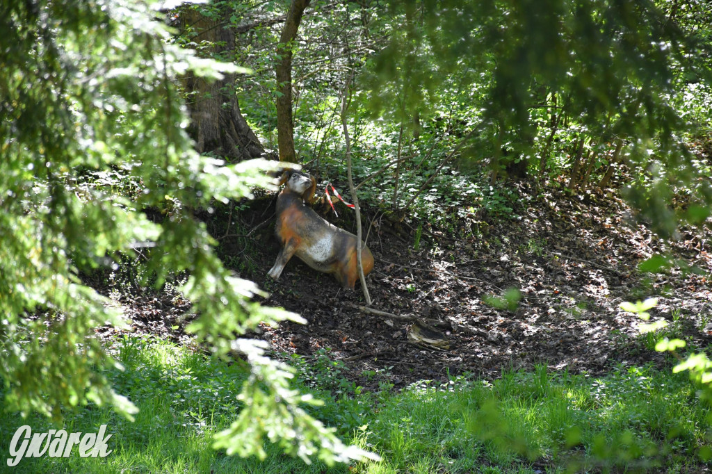 Sportowe święto w Brynku. Cele łucznicze 3D