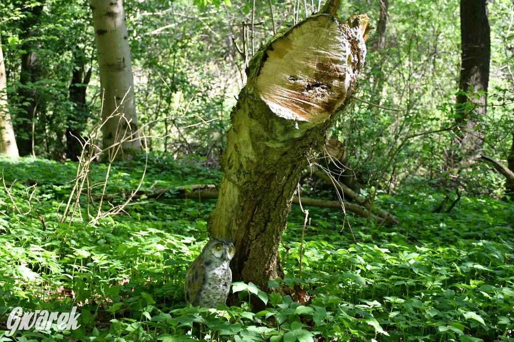 Sportowe święto w Brynku. Cele łucznicze 3D