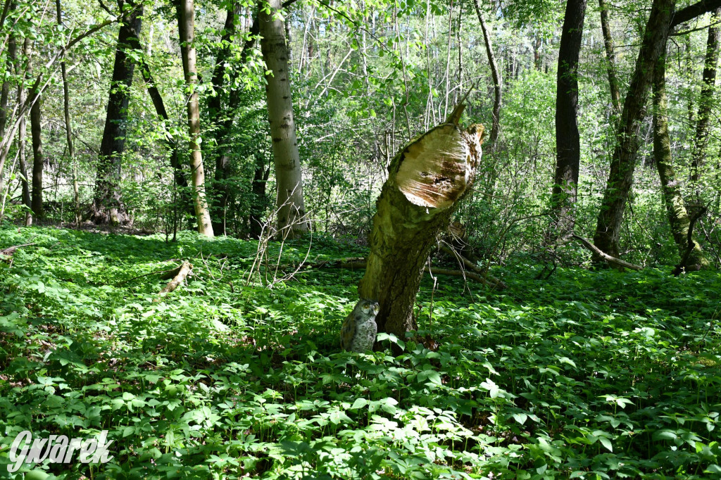 Sportowe święto w Brynku. Cele łucznicze 3D