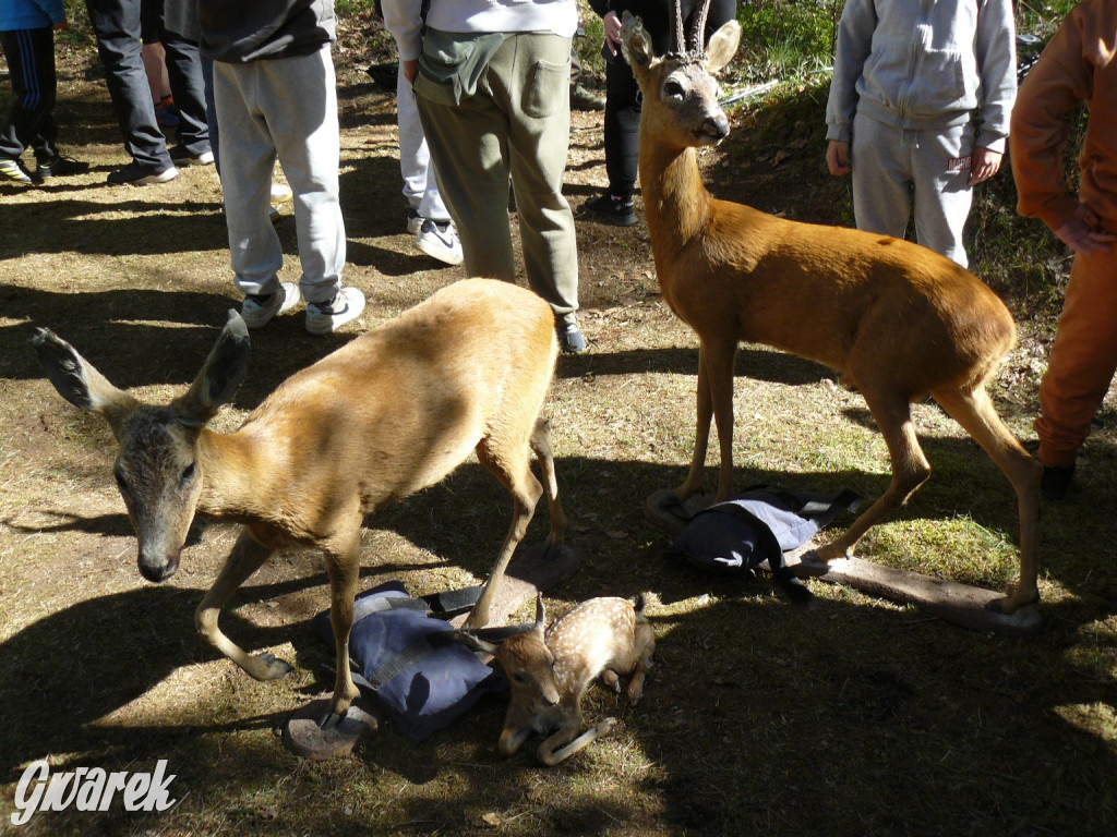 Rajzowanie po stanicach, czyli przednia zabawa