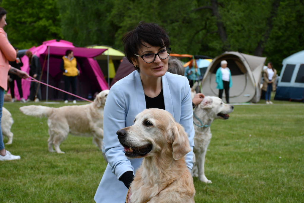 Świerklaniec. Wystawa golden retrieverów