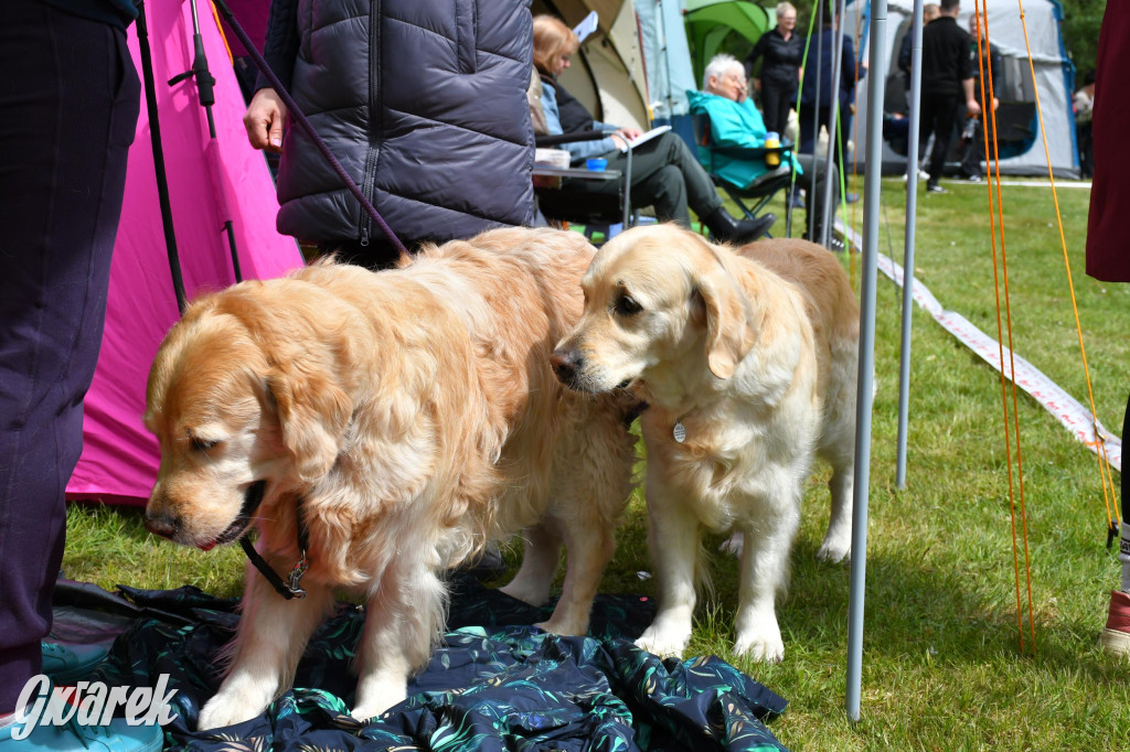 Świerklaniec. Wystawa golden retrieverów