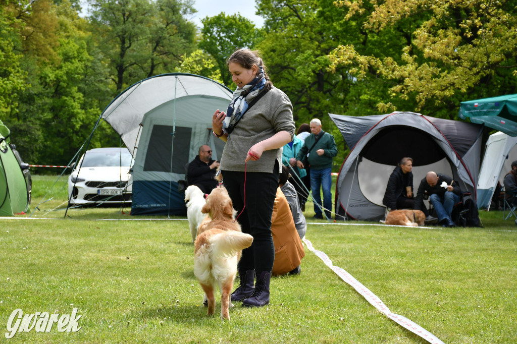 Świerklaniec. Wystawa golden retrieverów