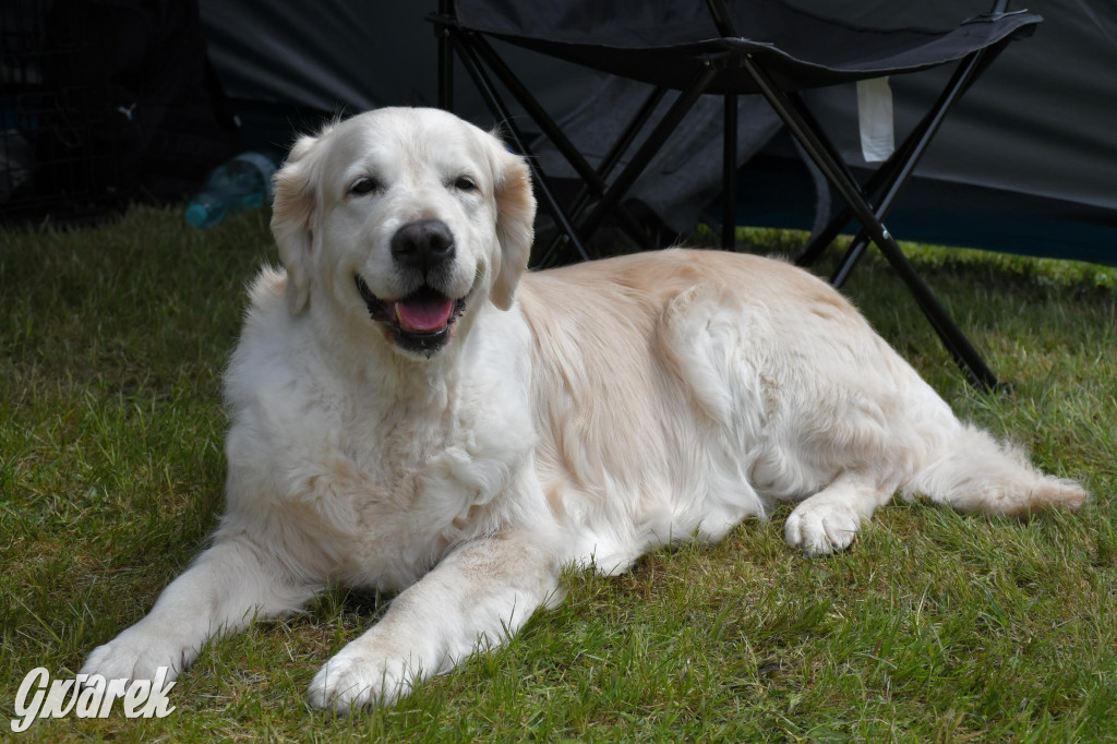 Świerklaniec. Wystawa golden retrieverów