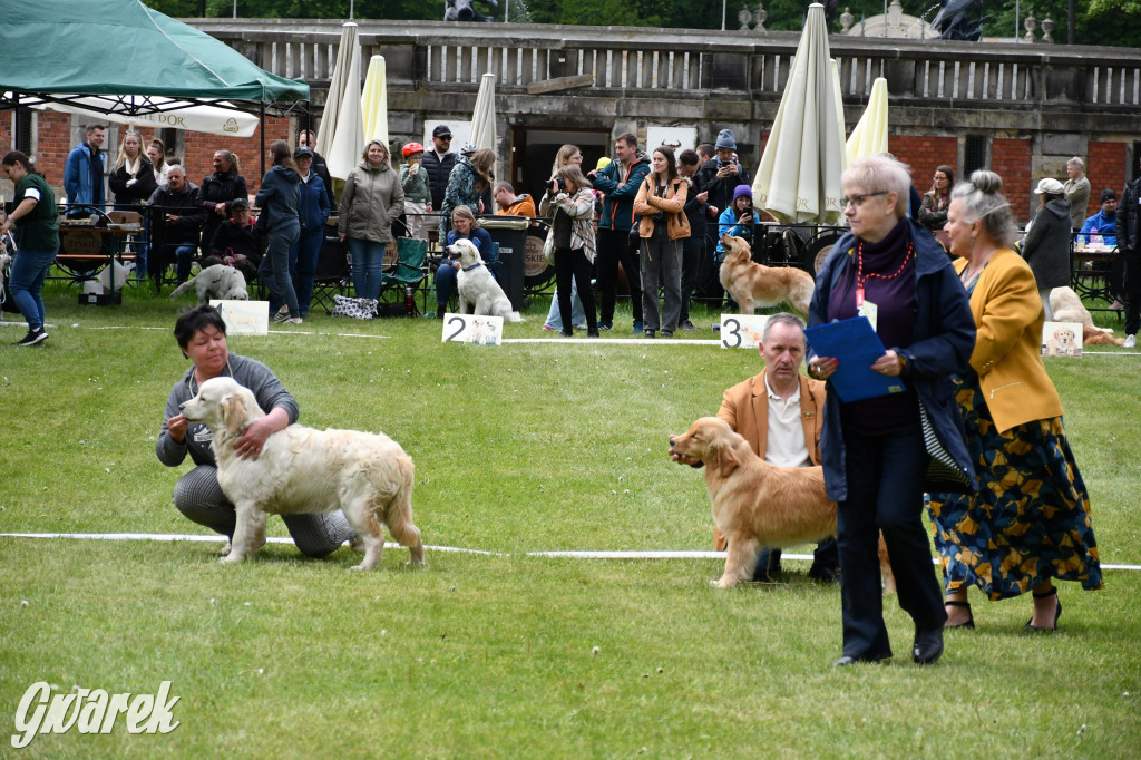 Świerklaniec. Wystawa golden retrieverów