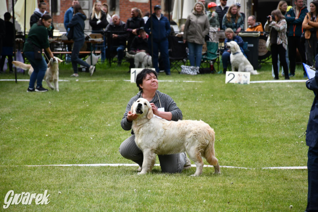 Świerklaniec. Wystawa golden retrieverów