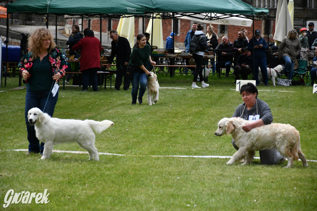 Świerklaniec. Wystawa golden retrieverów